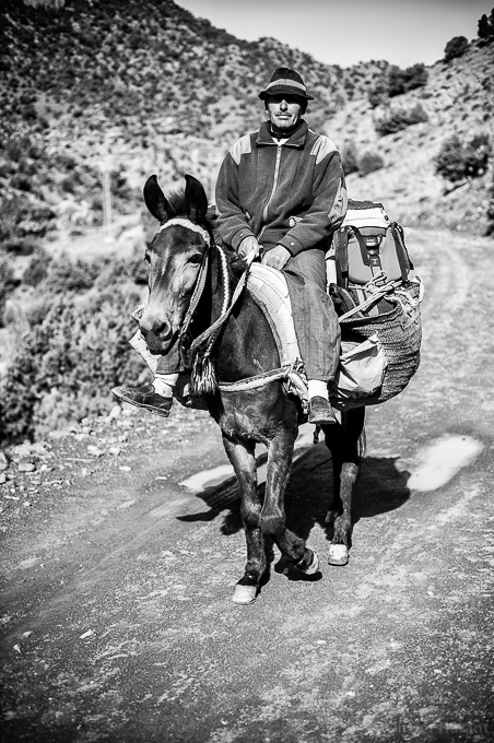 Muletier