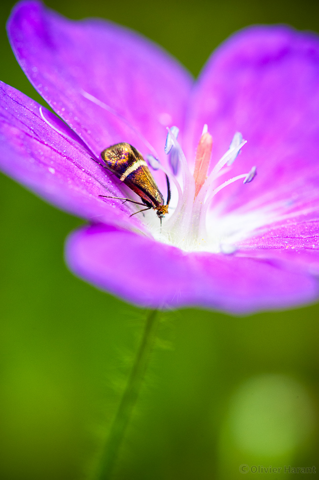 Nectar