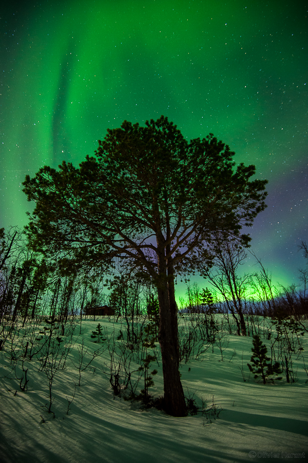 L'arbre et l'aurore.