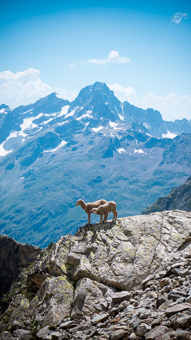 Moutons en Oisans.