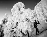 Une Chartreuse gorgée de neige !