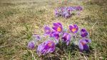 De beaux bouquets d'anémones pulsatilles