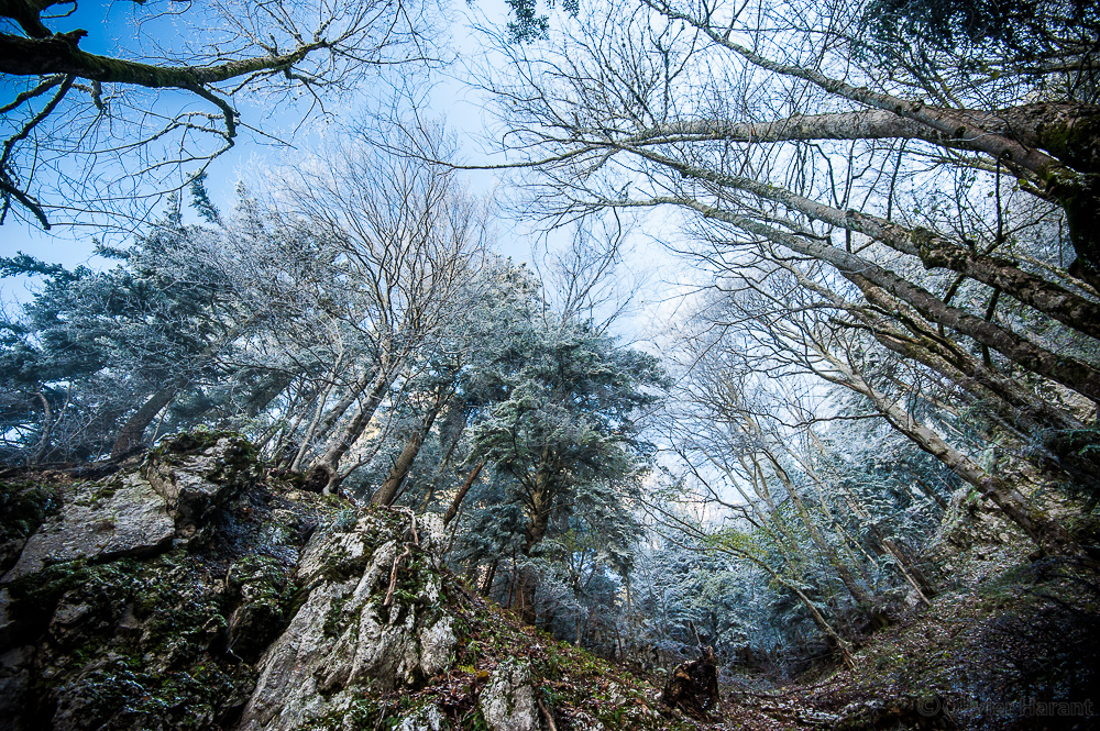 Une forêt figée sous le givre.