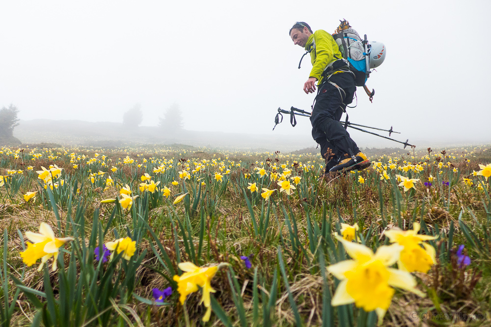 Jonquilles.